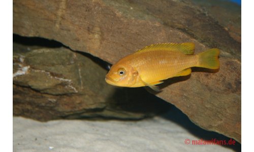 Pseudotropheus membe deep